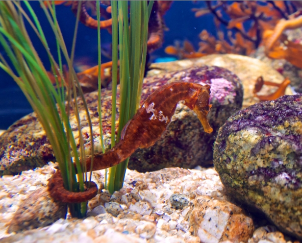 If men were the ones to get pregnant and give birth, like seahorses, the world would be so different